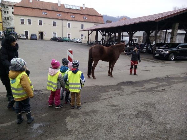 Mot&yacute;lci se byli pod&iacute;vat u kon&iacute;ků